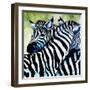 Zebra Love-Cherie Roe Dirksen-Framed Giclee Print