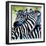 Zebra Love-Cherie Roe Dirksen-Framed Giclee Print