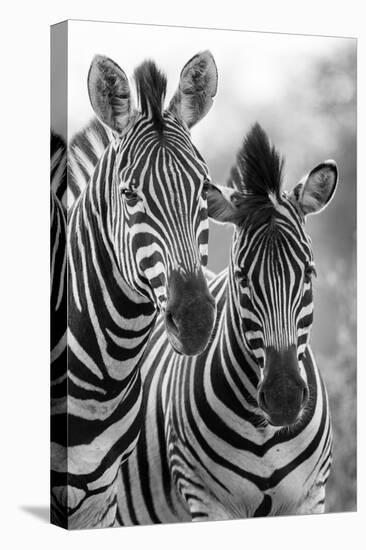 Zebra Mare and Foal Standing close Together in Bush for Safety Artistic Concersion-Alta Oosthuizen-Stretched Canvas