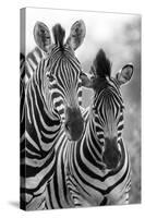 Zebra Mare and Foal Standing close Together in Bush for Safety Artistic Concersion-Alta Oosthuizen-Stretched Canvas