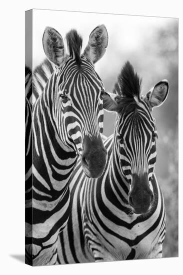 Zebra Mare and Foal Standing close Together in Bush for Safety Artistic Concersion-Alta Oosthuizen-Stretched Canvas