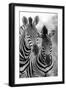 Zebra Mare and Foal Standing close Together in Bush for Safety Artistic Concersion-Alta Oosthuizen-Framed Photographic Print