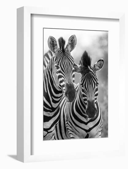 Zebra Mare and Foal Standing close Together in Bush for Safety Artistic Concersion-Alta Oosthuizen-Framed Photographic Print