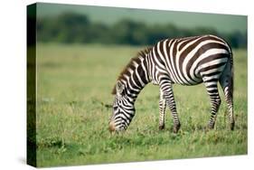 Zebra, Masai Mara, Kenya, East Africa, Africa-Karen Deakin-Stretched Canvas