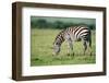 Zebra, Masai Mara, Kenya, East Africa, Africa-Karen Deakin-Framed Photographic Print