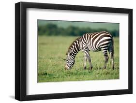 Zebra, Masai Mara, Kenya, East Africa, Africa-Karen Deakin-Framed Photographic Print