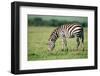 Zebra, Masai Mara, Kenya, East Africa, Africa-Karen Deakin-Framed Photographic Print