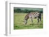 Zebra, Masai Mara, Kenya, East Africa, Africa-Karen Deakin-Framed Photographic Print