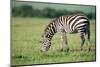 Zebra, Masai Mara, Kenya, East Africa, Africa-Karen Deakin-Mounted Photographic Print