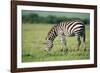 Zebra, Masai Mara, Kenya, East Africa, Africa-Karen Deakin-Framed Photographic Print