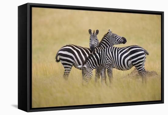 Zebra Masai Mara Reserve, Kenya Africa-Darrell Gulin-Framed Stretched Canvas