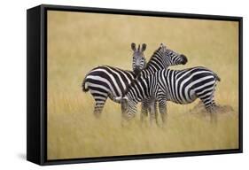 Zebra Masai Mara Reserve, Kenya Africa-Darrell Gulin-Framed Stretched Canvas