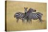 Zebra Masai Mara Reserve, Kenya Africa-Darrell Gulin-Stretched Canvas