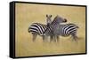 Zebra Masai Mara Reserve, Kenya Africa-Darrell Gulin-Framed Stretched Canvas