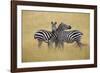 Zebra Masai Mara Reserve, Kenya Africa-Darrell Gulin-Framed Photographic Print