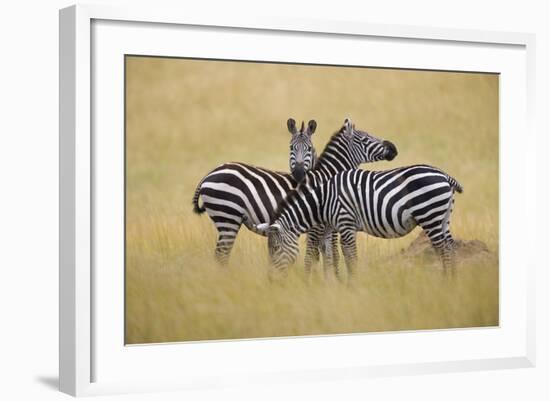 Zebra Masai Mara Reserve, Kenya Africa-Darrell Gulin-Framed Photographic Print