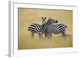 Zebra Masai Mara Reserve, Kenya Africa-Darrell Gulin-Framed Photographic Print
