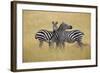 Zebra Masai Mara Reserve, Kenya Africa-Darrell Gulin-Framed Photographic Print