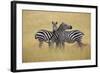 Zebra Masai Mara Reserve, Kenya Africa-Darrell Gulin-Framed Photographic Print