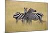 Zebra Masai Mara Reserve, Kenya Africa-Darrell Gulin-Mounted Photographic Print