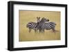 Zebra Masai Mara Reserve, Kenya Africa-Darrell Gulin-Framed Photographic Print