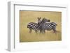 Zebra Masai Mara Reserve, Kenya Africa-Darrell Gulin-Framed Photographic Print