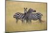 Zebra Masai Mara Reserve, Kenya Africa-Darrell Gulin-Mounted Photographic Print