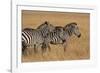 Zebra Masai Mara Reserve, Kenya Africa-Darrell Gulin-Framed Photographic Print