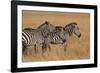 Zebra Masai Mara Reserve, Kenya Africa-Darrell Gulin-Framed Photographic Print