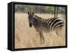 Zebra, Meru National Park, Kenya, East Africa, Africa-Pitamitz Sergio-Framed Stretched Canvas