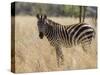 Zebra, Meru National Park, Kenya, East Africa, Africa-Pitamitz Sergio-Stretched Canvas