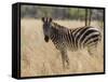 Zebra, Meru National Park, Kenya, East Africa, Africa-Pitamitz Sergio-Framed Stretched Canvas