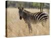 Zebra, Meru National Park, Kenya, East Africa, Africa-Pitamitz Sergio-Stretched Canvas