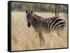 Zebra, Meru National Park, Kenya, East Africa, Africa-Pitamitz Sergio-Framed Stretched Canvas