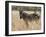 Zebra, Meru National Park, Kenya, East Africa, Africa-Pitamitz Sergio-Framed Photographic Print