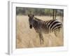 Zebra, Meru National Park, Kenya, East Africa, Africa-Pitamitz Sergio-Framed Photographic Print