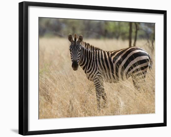 Zebra, Meru National Park, Kenya, East Africa, Africa-Pitamitz Sergio-Framed Photographic Print