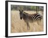 Zebra, Meru National Park, Kenya, East Africa, Africa-Pitamitz Sergio-Framed Photographic Print