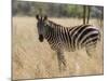 Zebra, Meru National Park, Kenya, East Africa, Africa-Pitamitz Sergio-Mounted Photographic Print