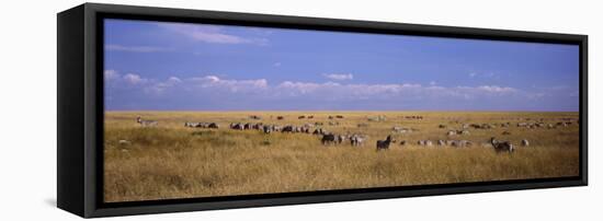 Zebra Migration, Masai Mara National Reserve, Kenya-null-Framed Stretched Canvas