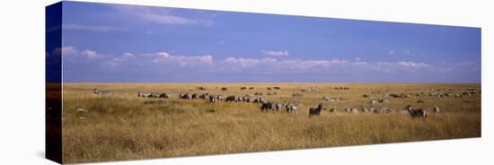 Zebra Migration, Masai Mara National Reserve, Kenya-null-Stretched Canvas