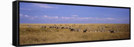 Zebra Migration, Masai Mara National Reserve, Kenya-null-Framed Stretched Canvas