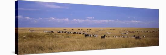 Zebra Migration, Masai Mara National Reserve, Kenya-null-Stretched Canvas