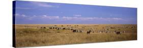 Zebra Migration, Masai Mara National Reserve, Kenya-null-Stretched Canvas