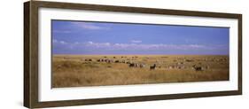 Zebra Migration, Masai Mara National Reserve, Kenya-null-Framed Photographic Print