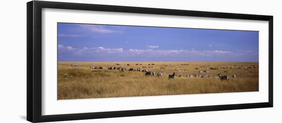 Zebra Migration, Masai Mara National Reserve, Kenya-null-Framed Photographic Print