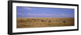 Zebra Migration, Masai Mara National Reserve, Kenya-null-Framed Photographic Print