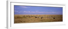 Zebra Migration, Masai Mara National Reserve, Kenya-null-Framed Photographic Print