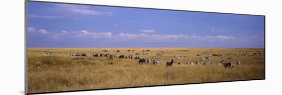Zebra Migration, Masai Mara National Reserve, Kenya-null-Mounted Photographic Print