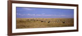 Zebra Migration, Masai Mara National Reserve, Kenya-null-Framed Photographic Print